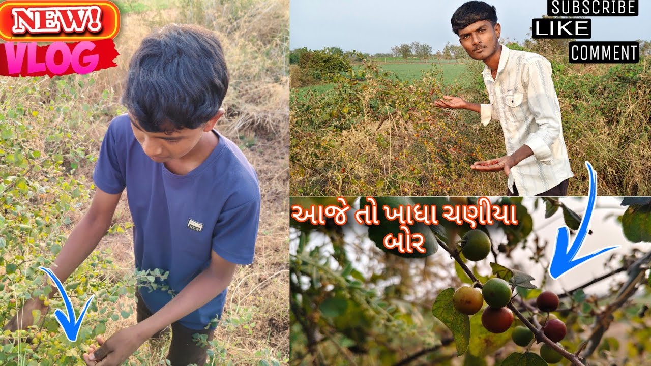 આજે તો મેં અને જયસુખ કે ખાધા ચણીયા બોર #vlog #trending #trendingvideo#dailyvlog ##comedy 