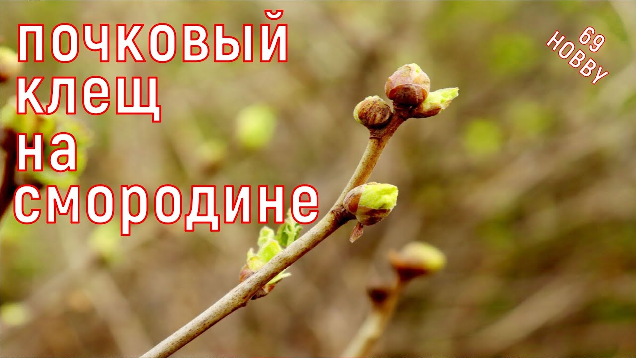 Срочно! ПОЧКОВЫЙ клещ на смородине! Не останься без урожая!