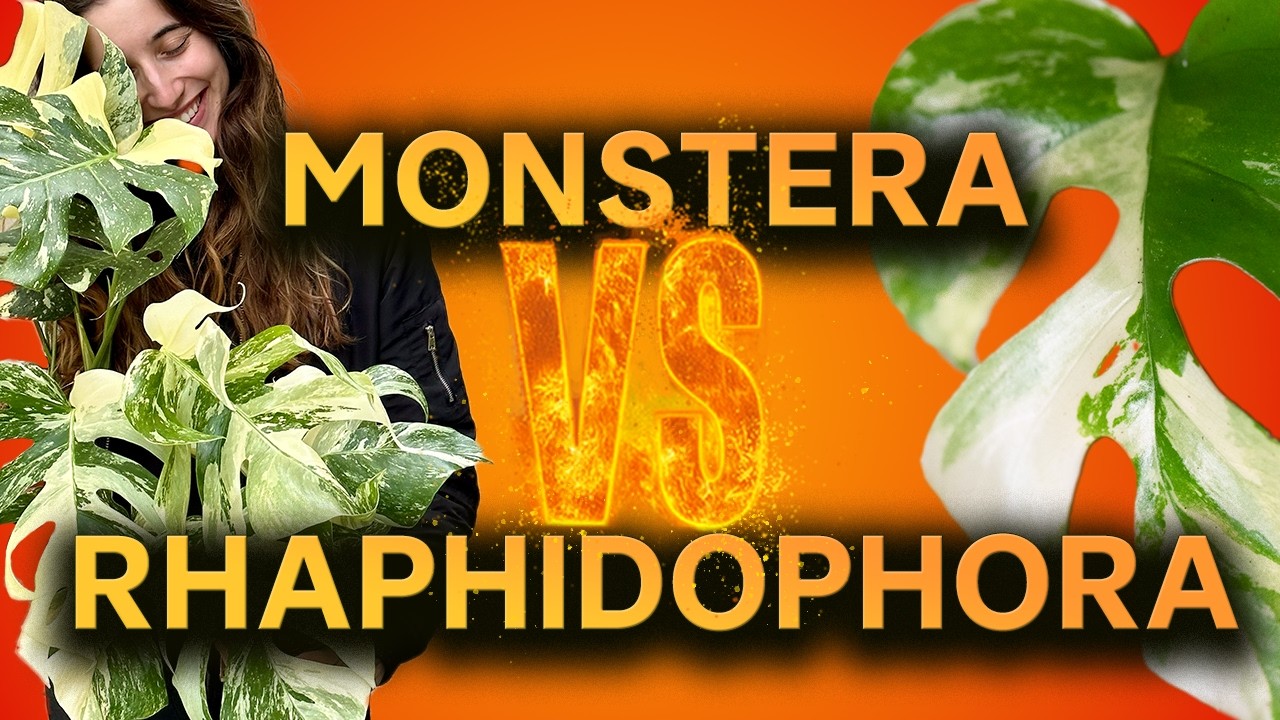 Monstera vs. Rhaphidophora – Welche Kletterpflanze passt wirklich zu dir? 🌱