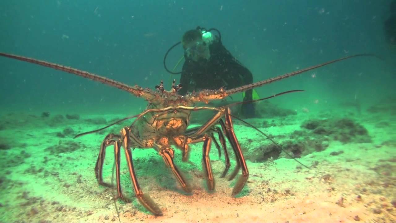Huge lobster walking around ...
