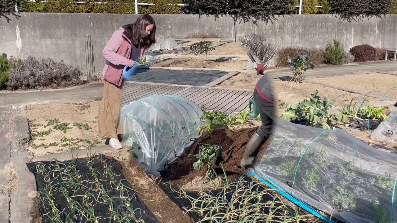 菜園だより260118アグリス成城