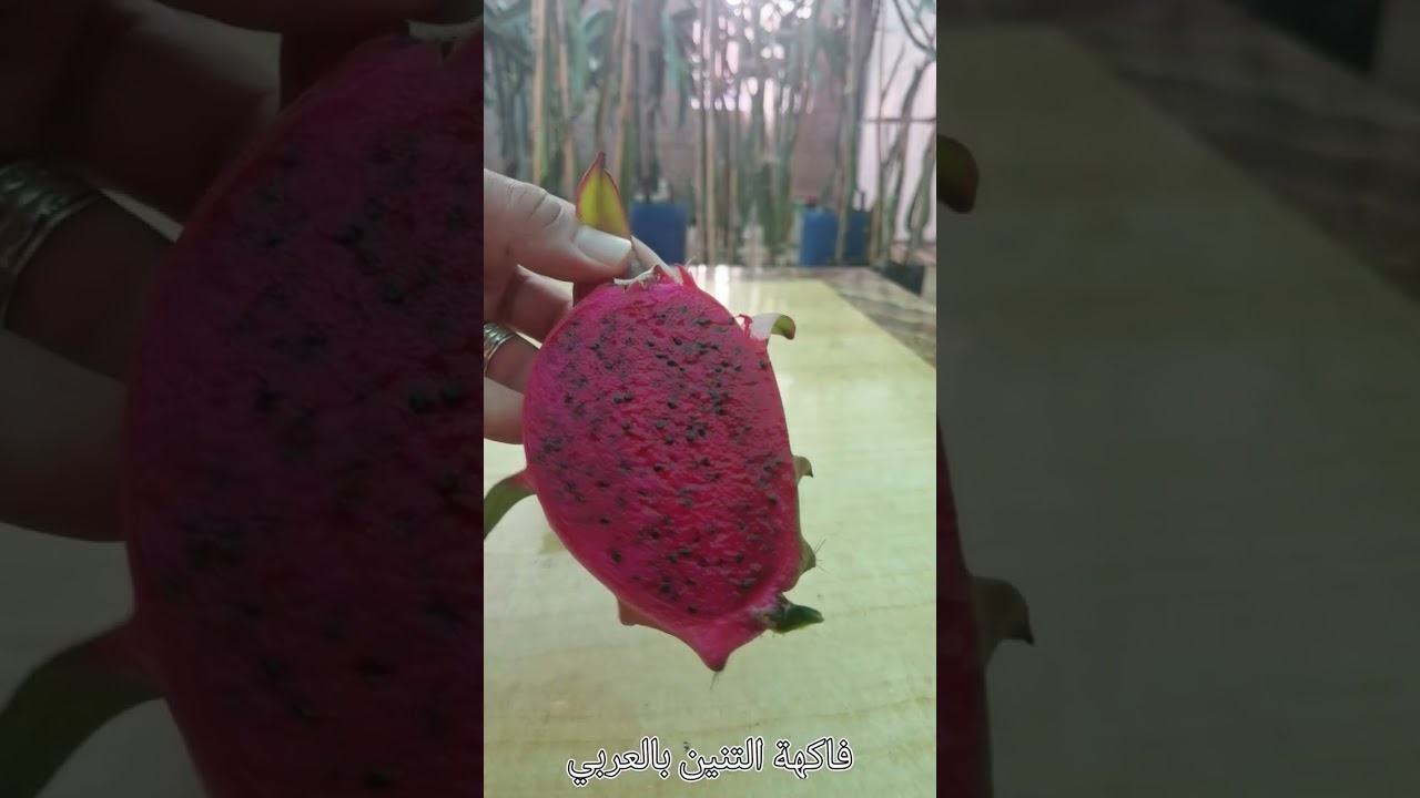 تجربة تذوق و إكتشاف الصنف الجديد algerian pink 😍🐉🐲. مع بعض المعلومات عنه.