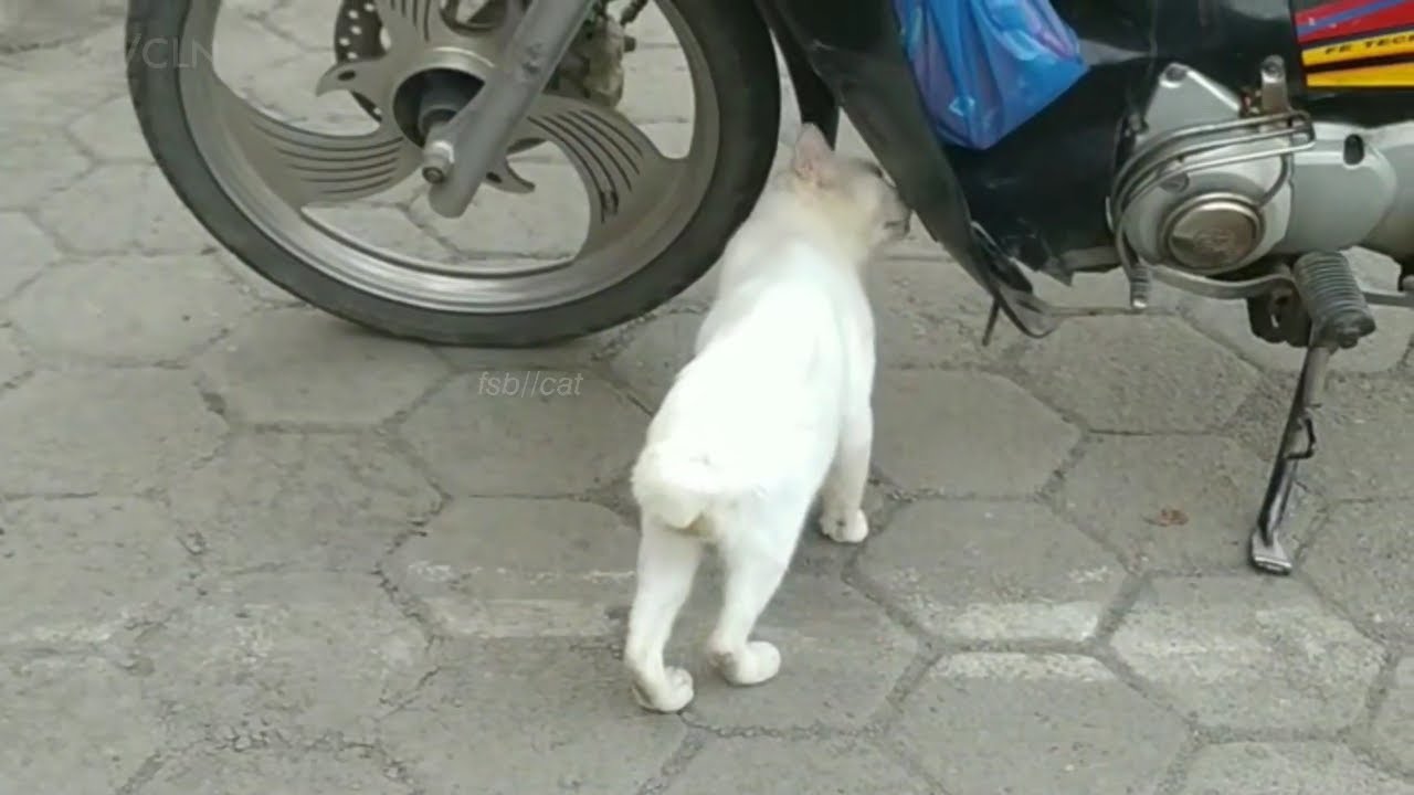 white cat sniffing honda