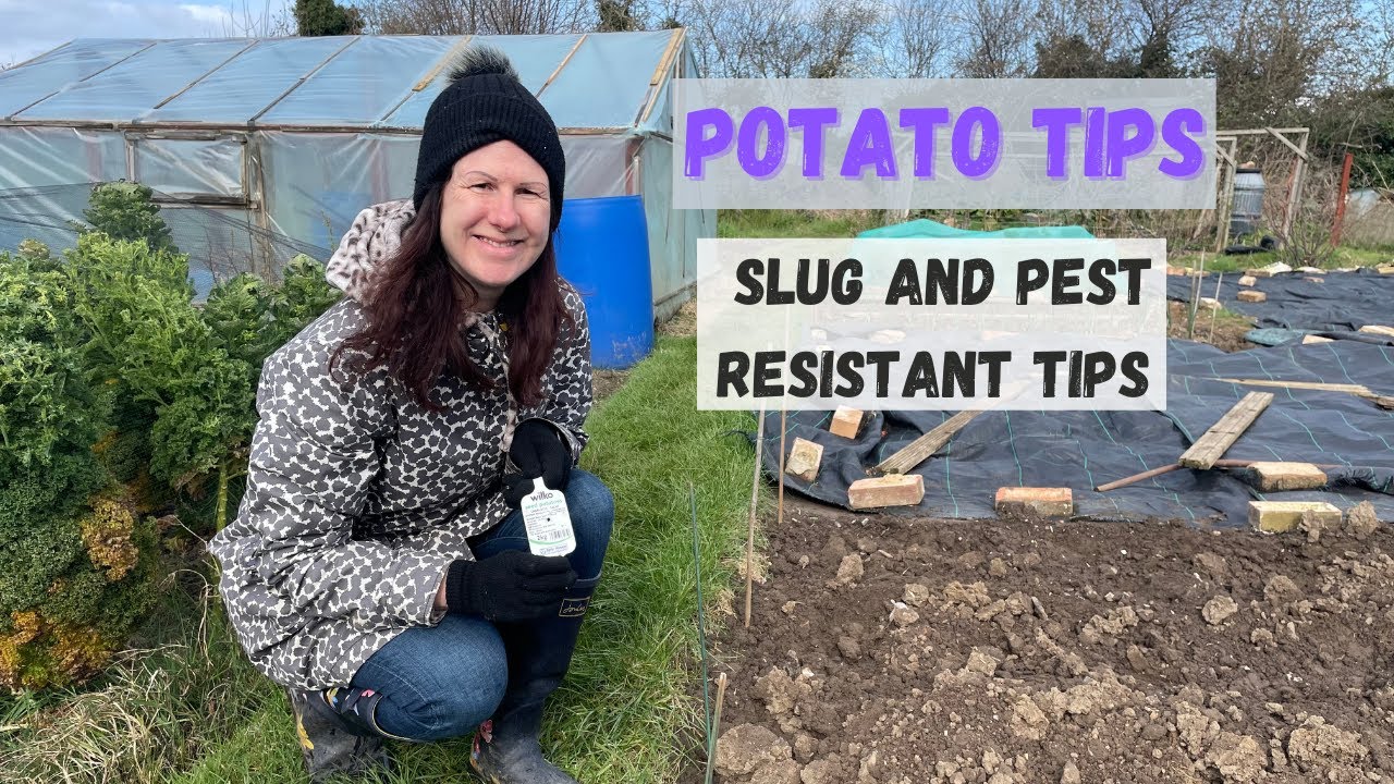 Pest Resistant Potato Tips - Allotment Gardening For Beginners #growpotato