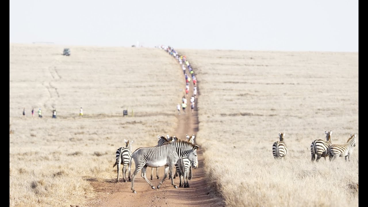 Lewa Safari Marathon Preview