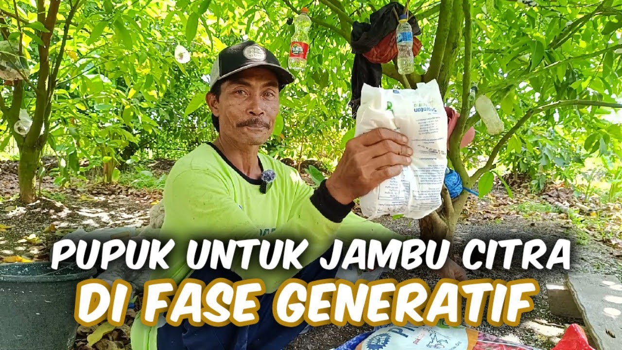 Ini Dia Pupuk Jambu Citra Di Fase Generatif Agar Berbuah Lebat Dan Tidak Mudah Rontok