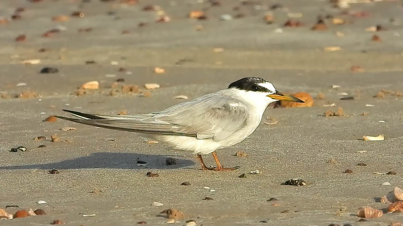 Least Tern - Pat O'Neil's Video Bird ID's