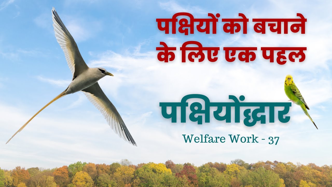 Birds need us this summer | Dera Sacha Sauda