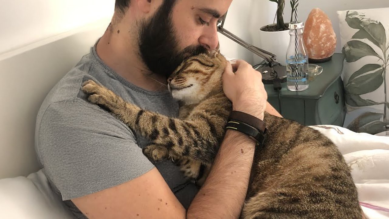 Вы думали, что у вас есть кот... но на самом деле это тень — милые моменты между котом и человеком