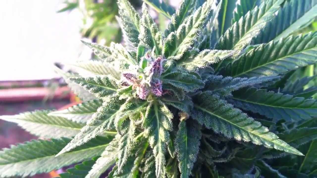 New 10x20 Greenhouse TGA Dairy Queen & Chernobyl DinaFem Critical+ & DNA Chocolope