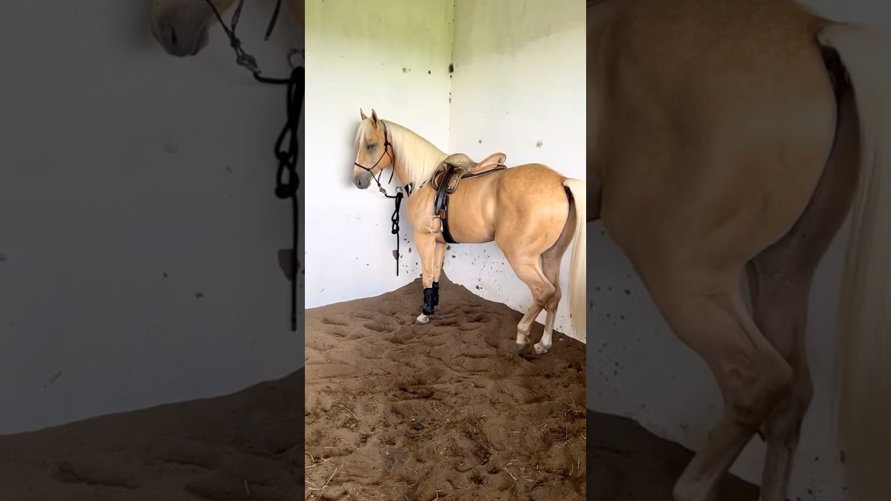 Nestante tem treino com o garanh&atilde;o quarto de milha palomino!🐂🏇🏻🏇🏻🤠🫶❤️🏡🐎
