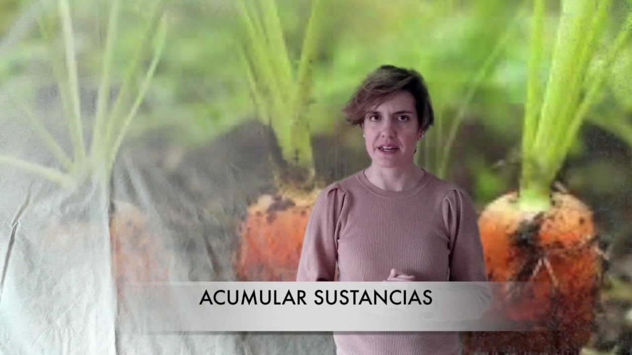 &Oacute;rganos de la planta: Ra&iacute;z