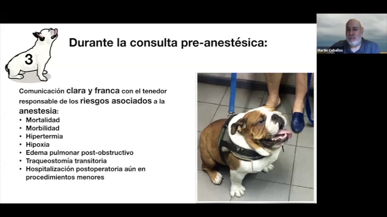 Anestesia en Perros Braquicefálicos. Dr Martin Ceballos. Parte 2