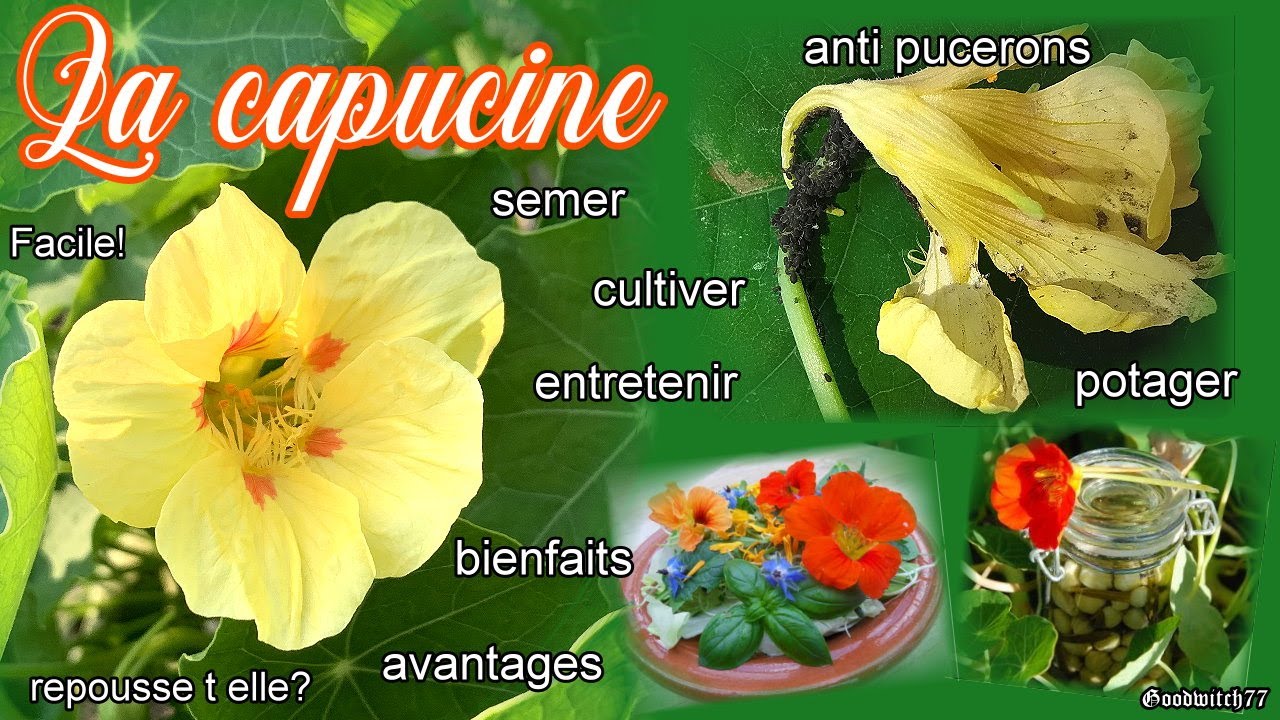 Tout sur les capucines: semis, culture potager ou en pot -entretien , anti pucerons & bienfaits