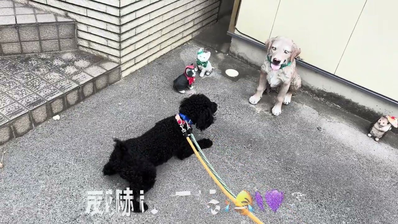 ココちゃん、モモちゃん！