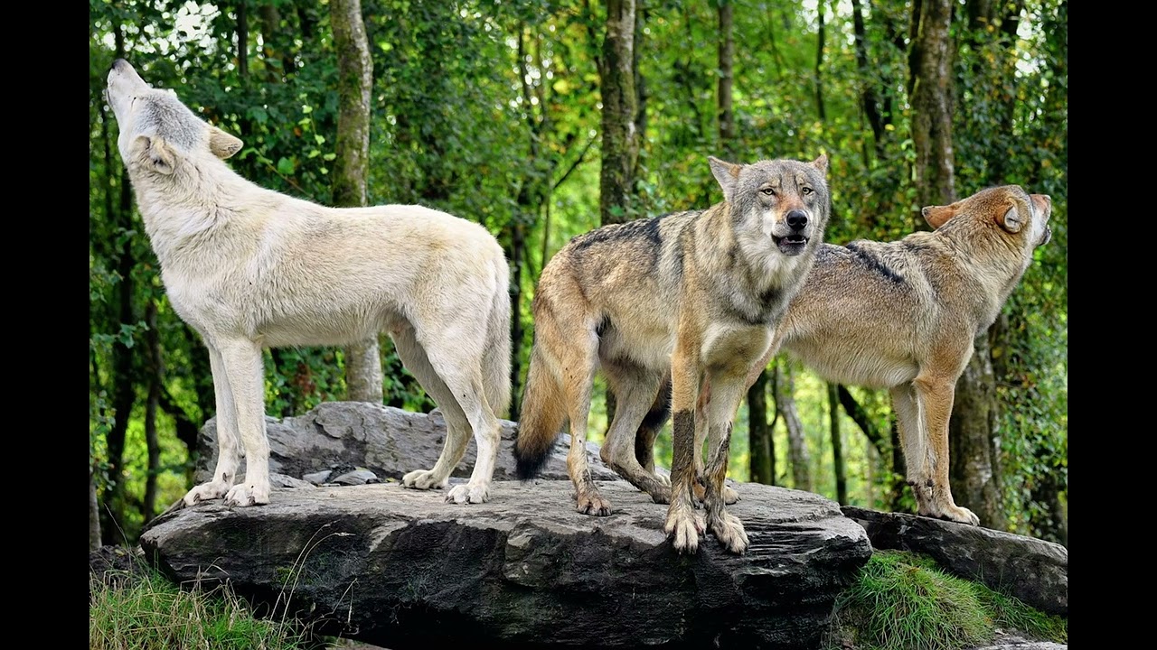 Music with howling wolves 4 Ireland 1786