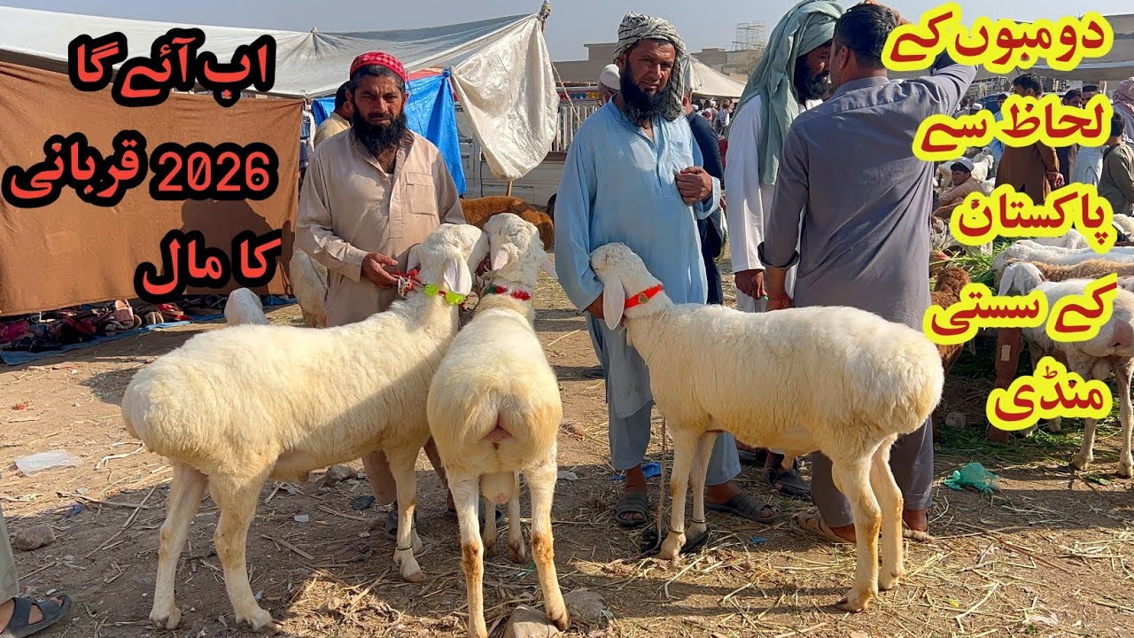 Aj Zero Size Dumbo Ki Barish- Pakistan ki Sabsy Bari Dumba mandi- Latest Update March 8, 2026