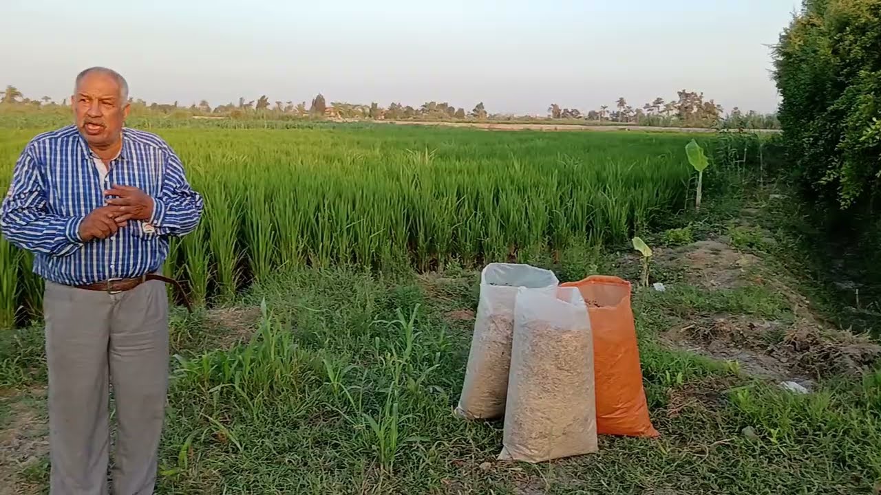 القيمه الغذائيه للتبن انواع التبن اجود انواع التبن الحيوانات التي تتغذي علي التب وكميه التبن المطلوب