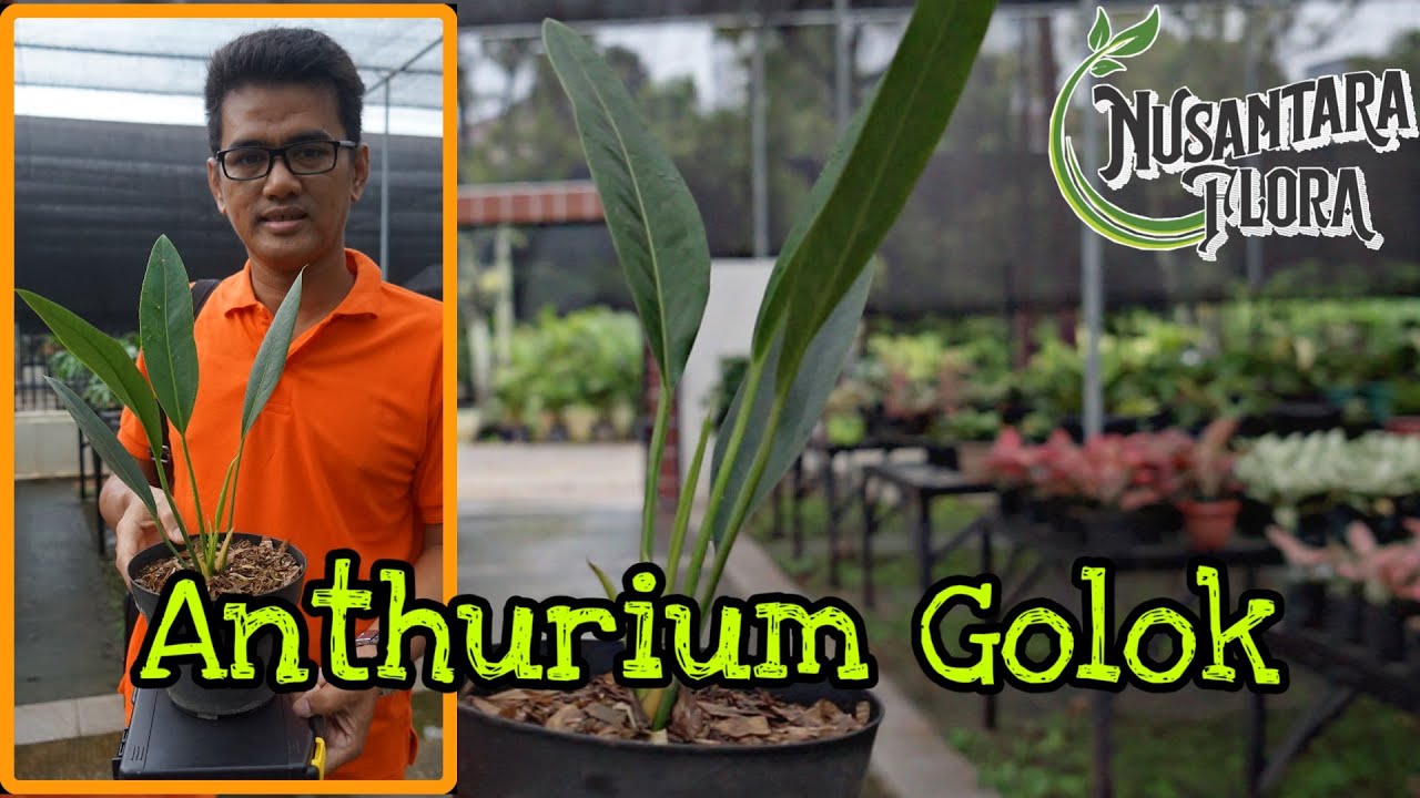Anthurium Golok (Coreaceum) #budidayatanamanhias #tanamanhias #anthurium