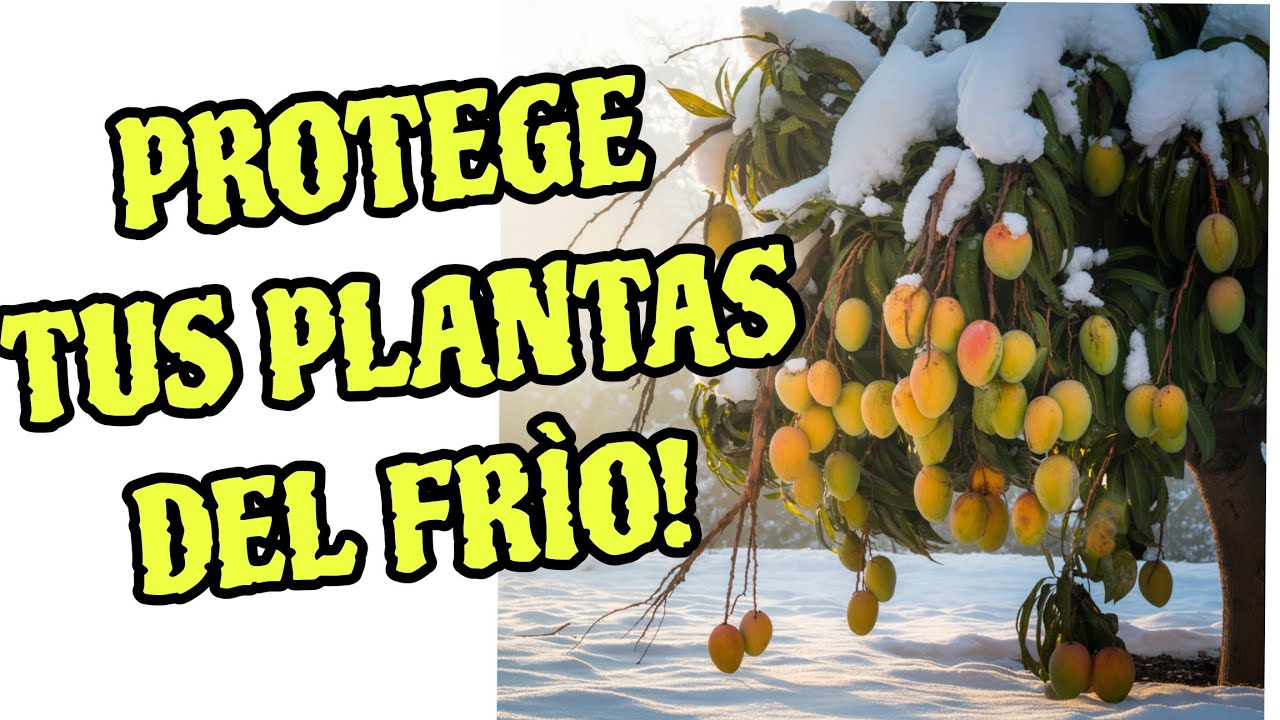 COMO PROTEGER TUS PLANTAS DEL FRIO. 3 TIPS INFALIBLES.