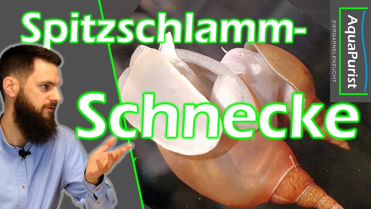 Spitzschlammschnecke (Yodaschnecke): Perfekt fürs Aquarium insbesondere mit Garnelen?