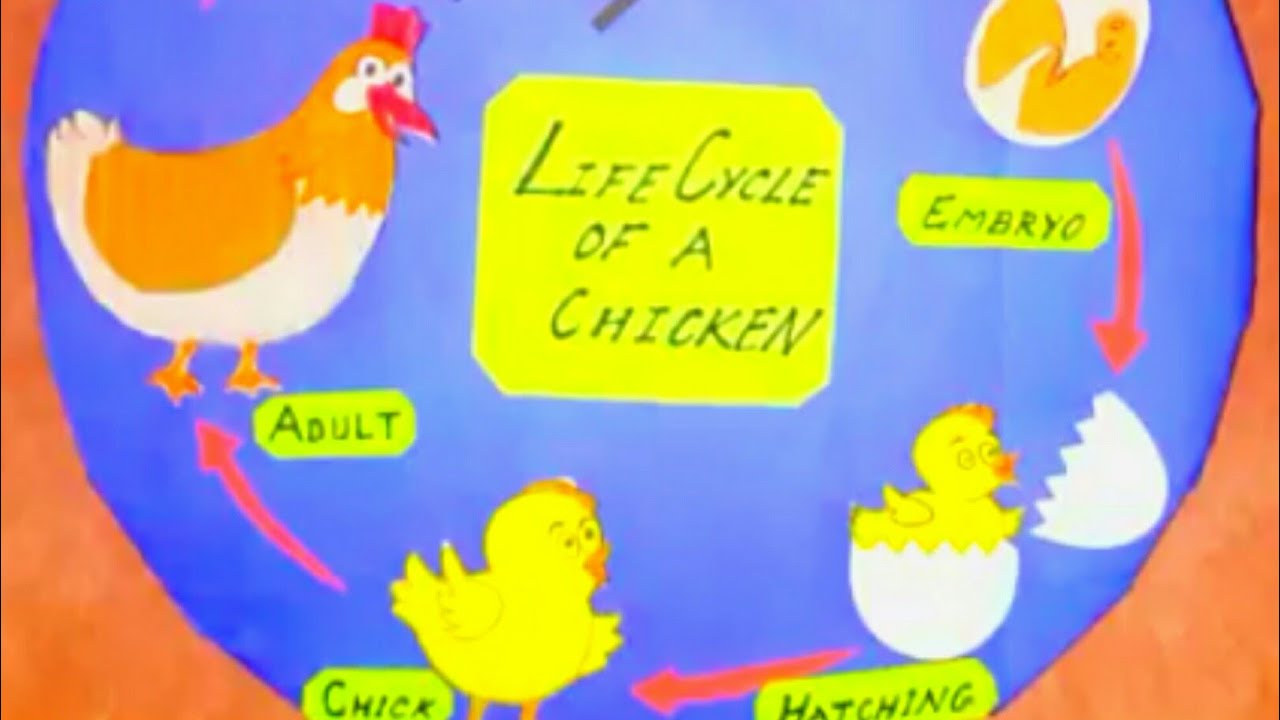 Chicken Life Cycle 3d Model | Life cycle of a chicken for preschool | @Easy Art n Craft Ideas