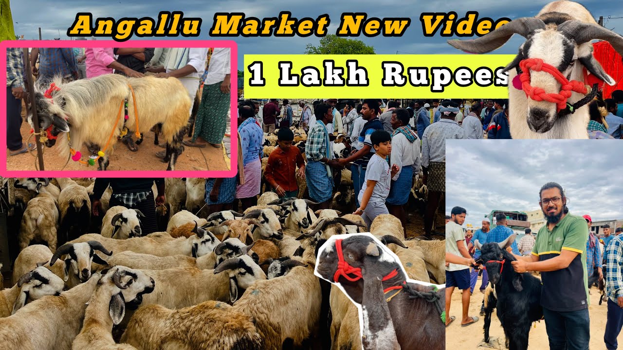 Bakr Eid Goat Market - Angallu Sheep & Goat Market (24-May-2025) Every Saturday Market #madanapalle