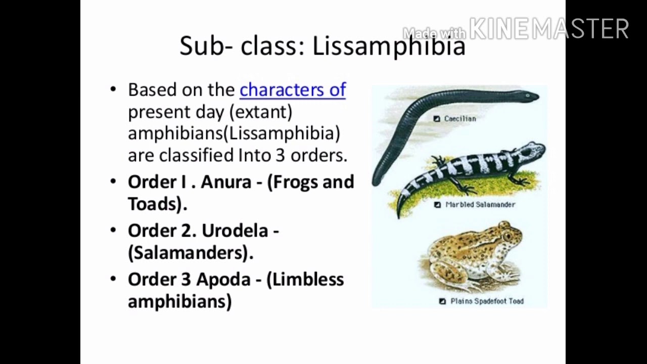 General characters and classification of Amphibians