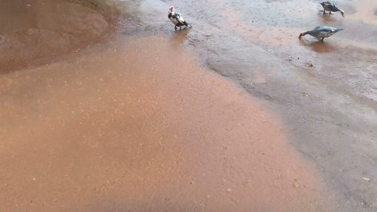 Benedito mostra muita chuva na região 