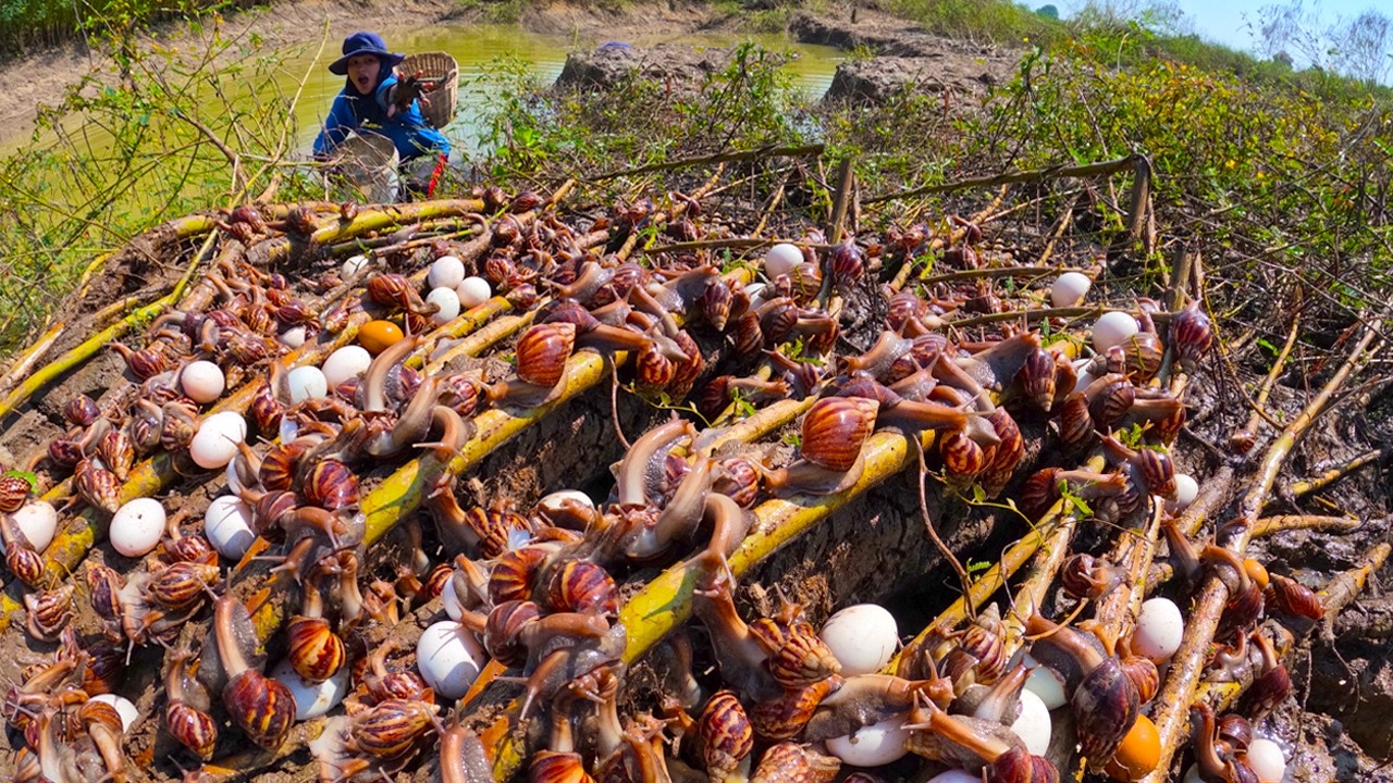 Unbelievable Harvest: Catching Hundreds of Giant Snails on the Grass