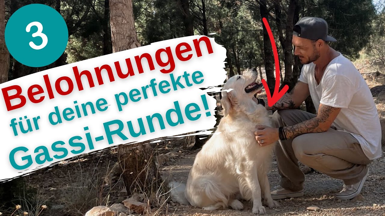 Kein Leckerchen, kein Spielzeug, nichts! :) Entdecke 3 tolle Belohnungen!🐶🐾