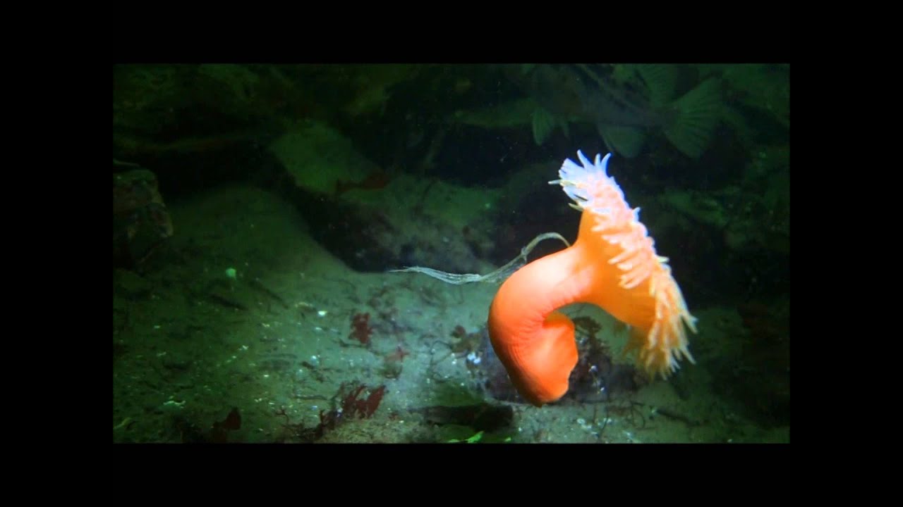 Swimming anemone