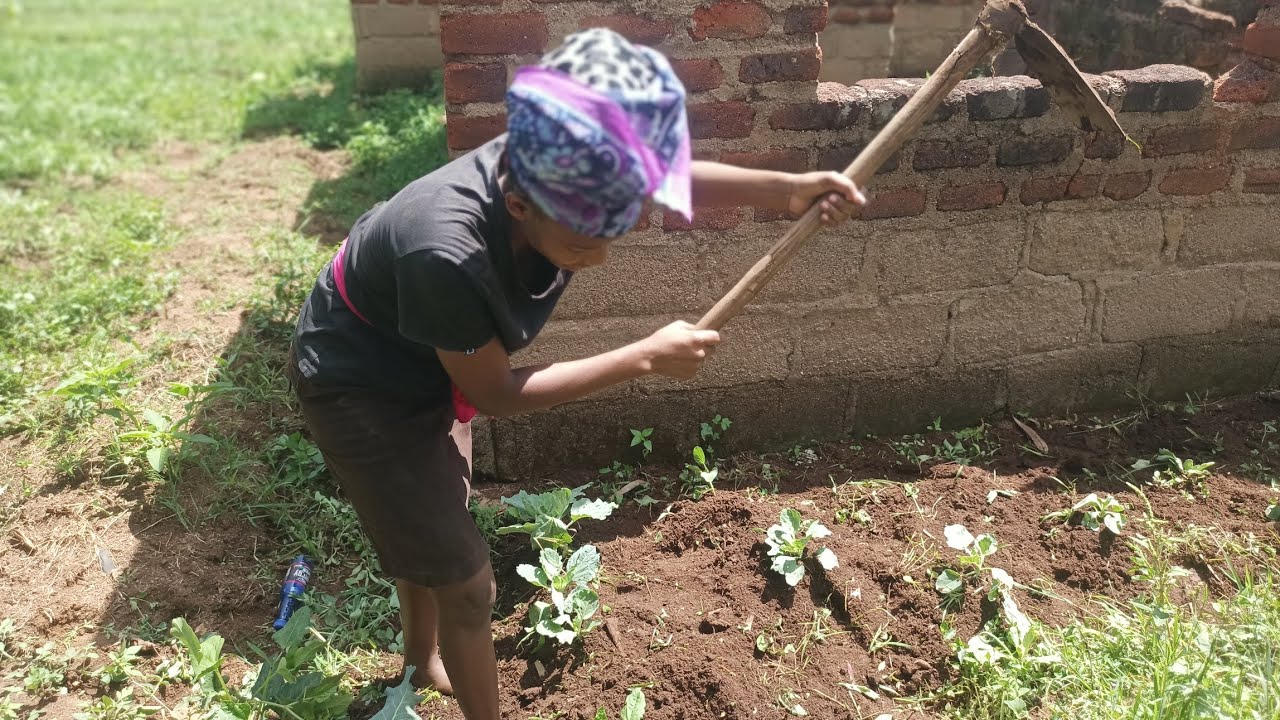 Beautiful Morning Weeding Vegetables 🌿 Farm Life