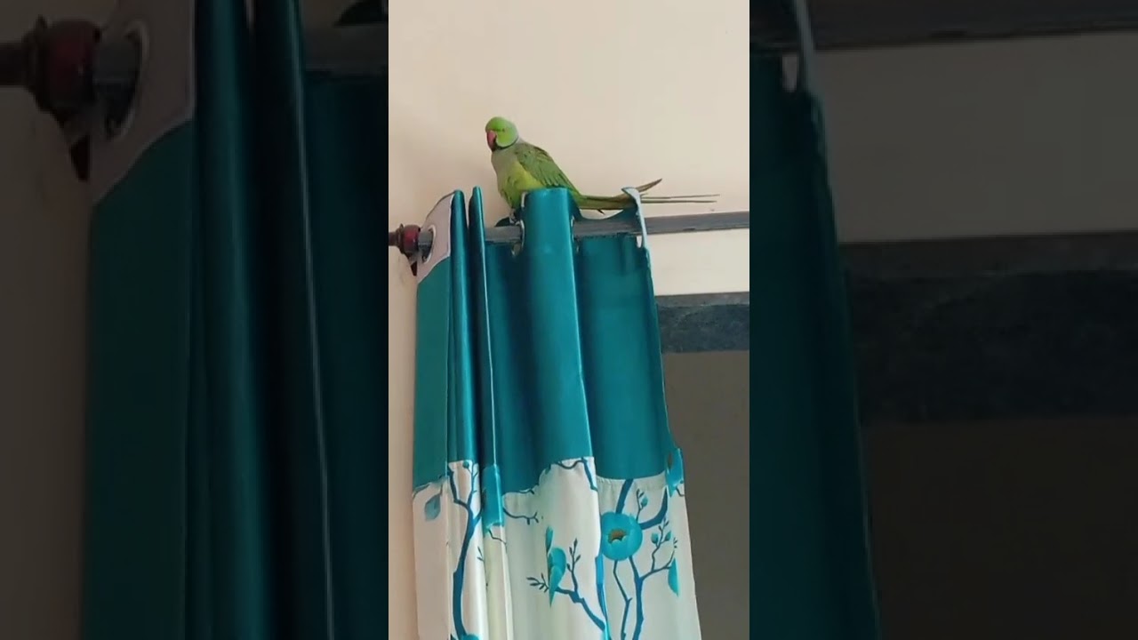 Hi-I'm Bittu. Let's enjoy how I clean my feathers ❤️🦜