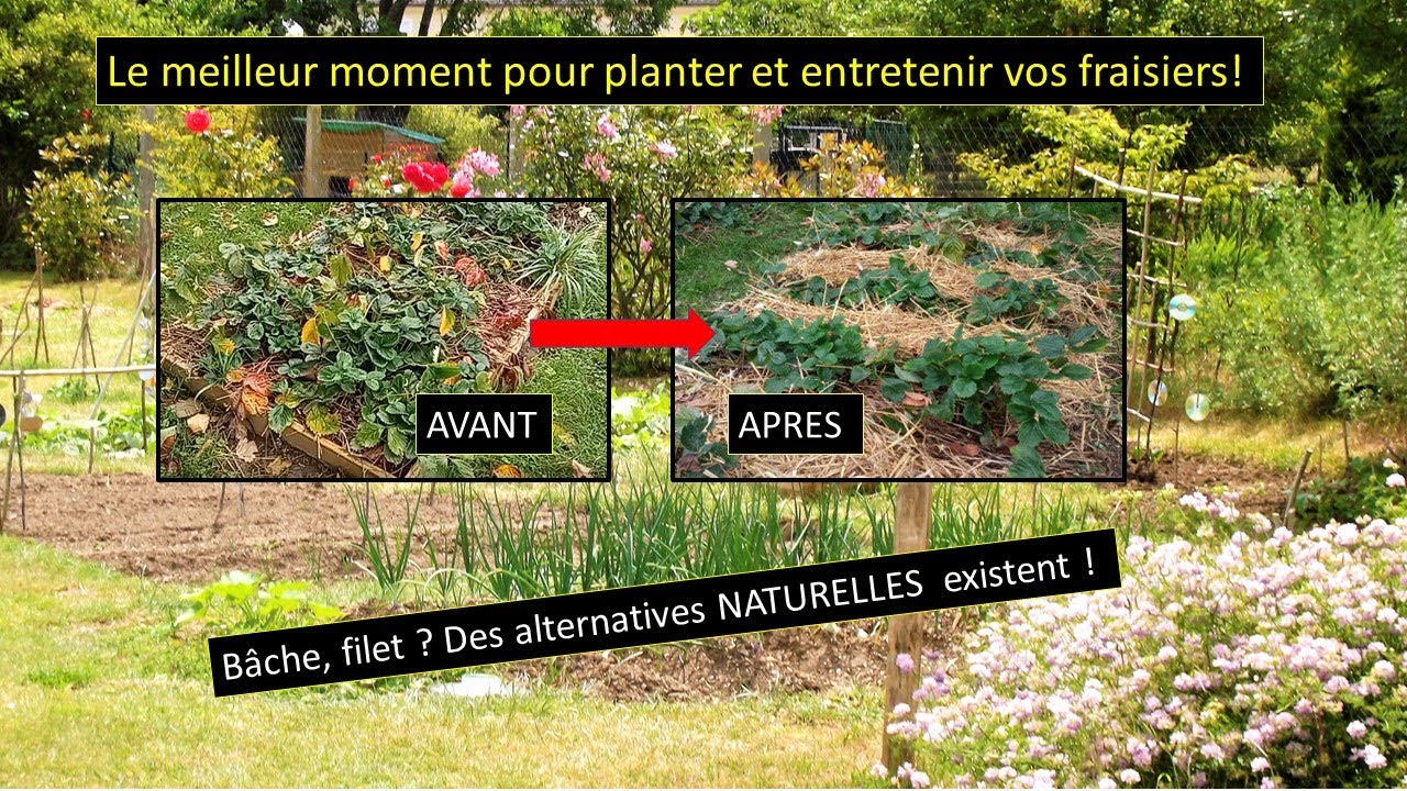 LE MEILLEUR MOMENT POUR PLANTER ET ENTRETENIR SES FRAISIERS
