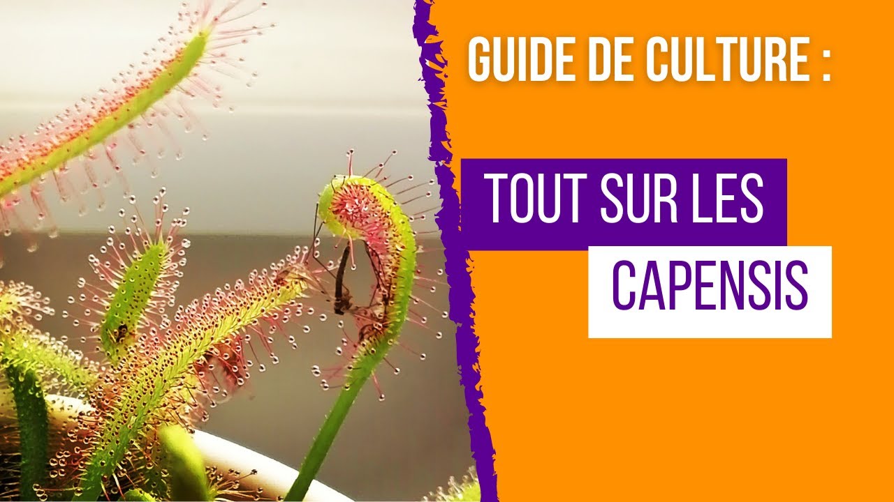 Guide complet de culture des Drosera capensis :  Réussir la culture de cette plante carnivore !