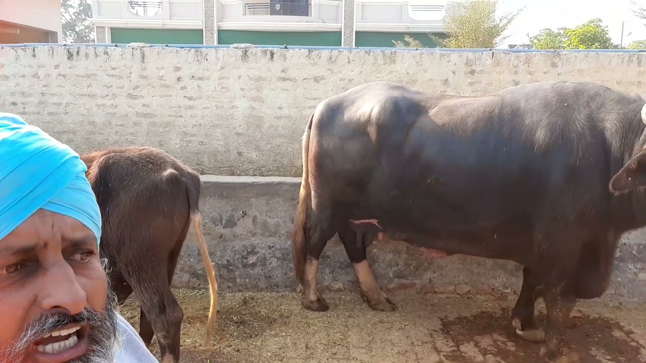 Nili Ravi breed || Sarpanch dairy farm dane wala || Sunrise Dairy ||