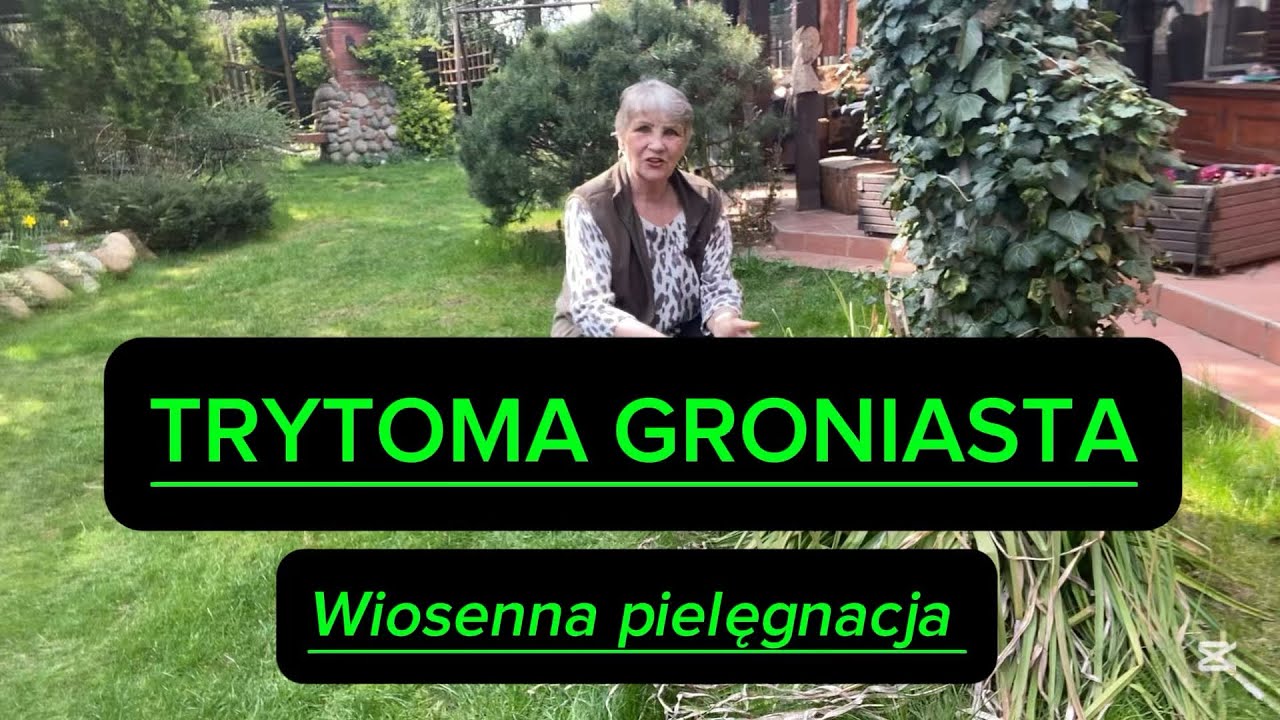 TRYTOMA GRONIASTA po zimie//Warunki//Pielęgnacja (252)