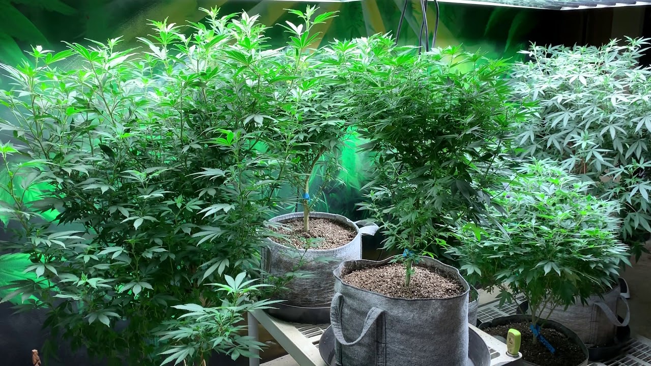 Indoor / outdoor  medical cannabis garden update