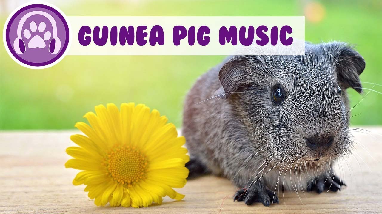 My Guinea Pig Won't Relax: Soothing Music For Guinea Pigs