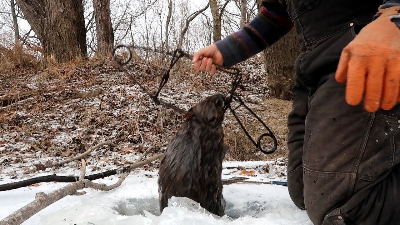 Under Ice Beaver Trapping Tips - With Catch