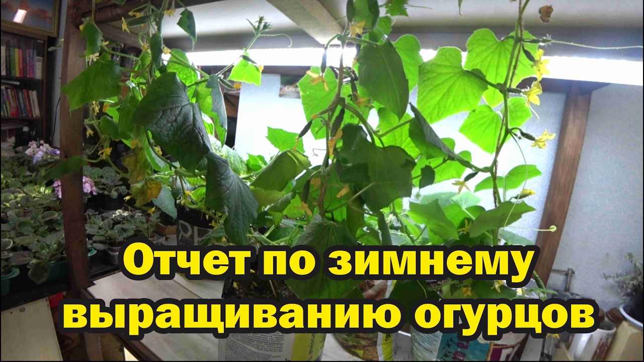 Отчет по испытанию грунтов и зимнему выращиванию огурцов