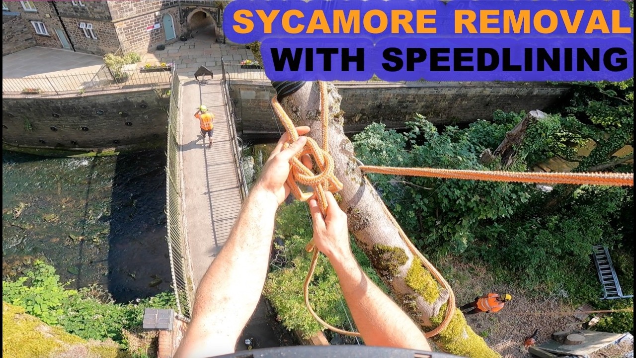 AWKWARD Sycamore Removal Over Phone Wire