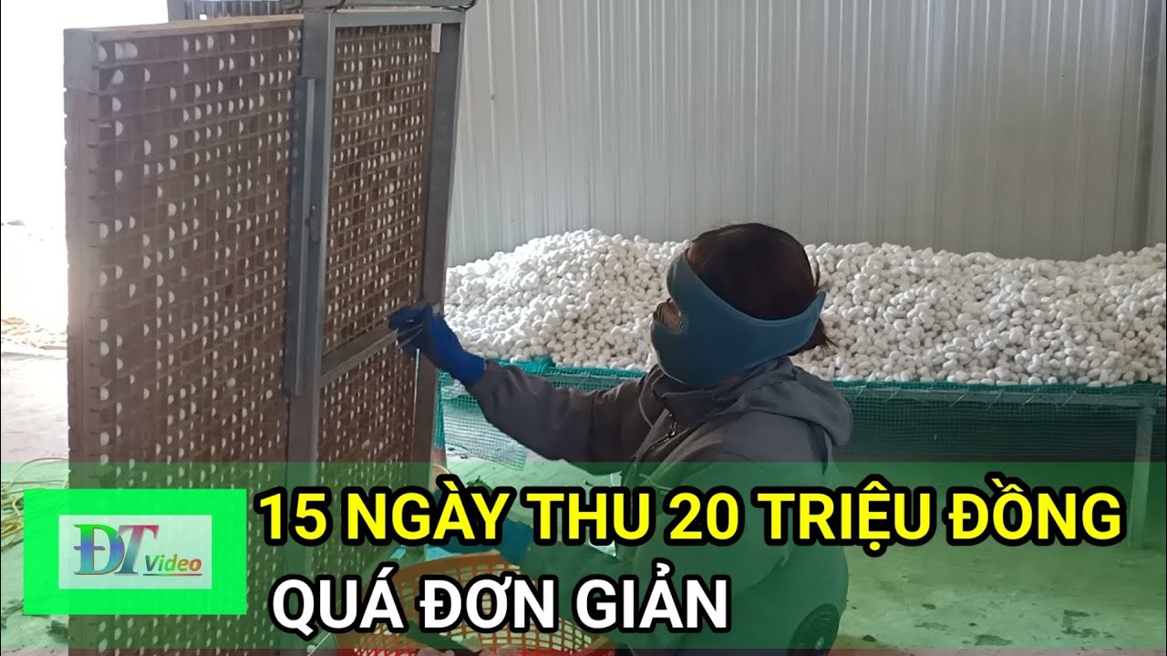 Chỉ 15 ngày thu nhập 20 triệu đồng từ nghề nuôi tằm