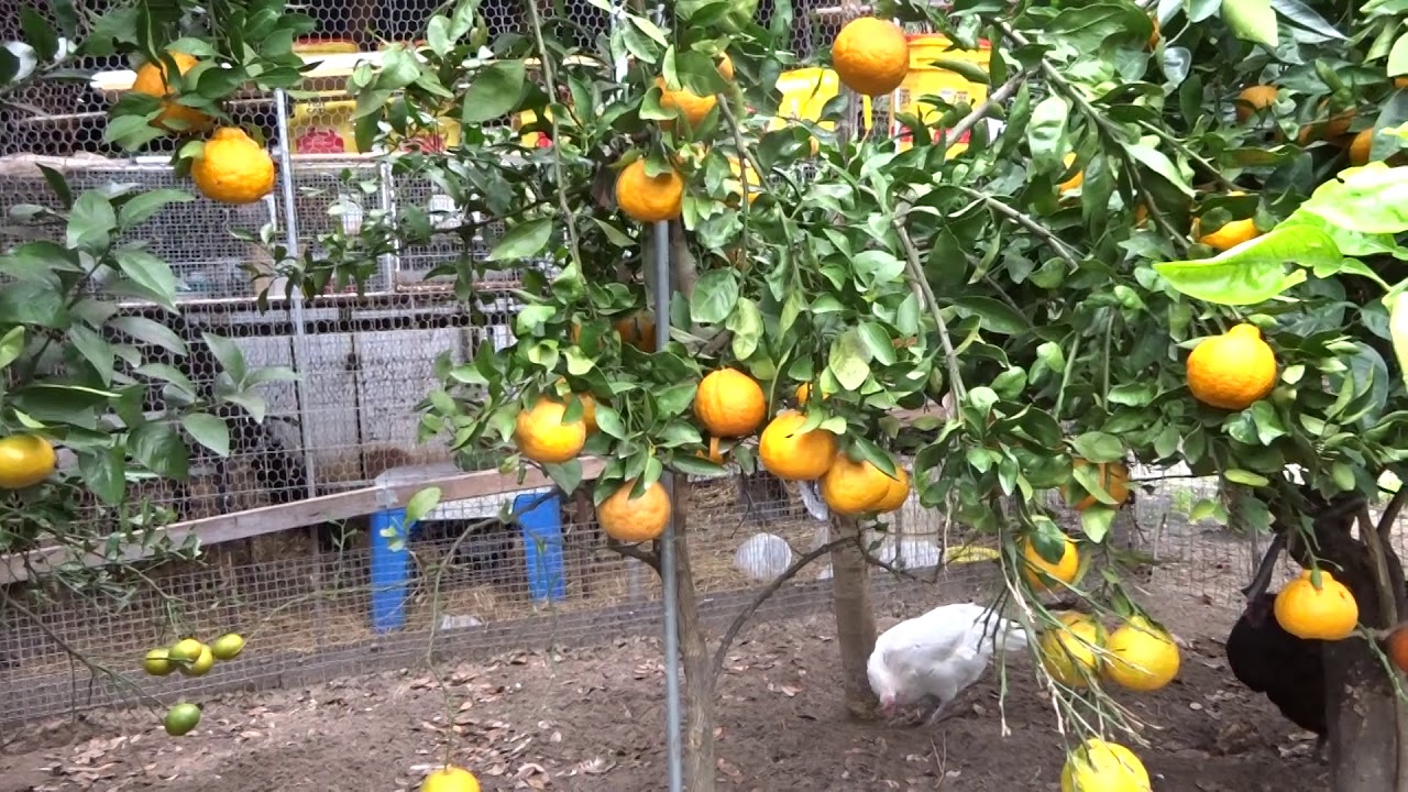 Honey Murcott  and Dekopan mandarins.