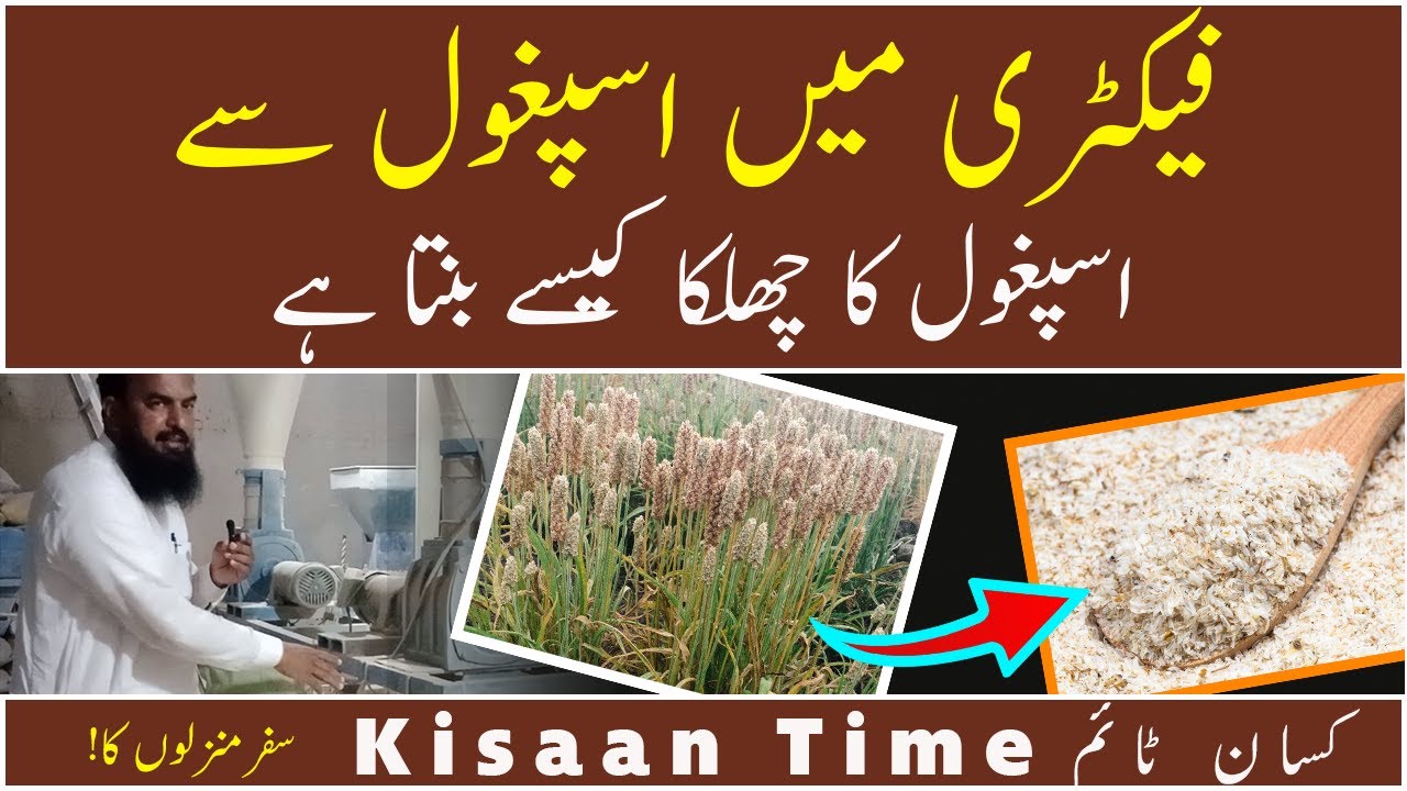 Processing of psyllium seed in mill How is psyllium husk made?
