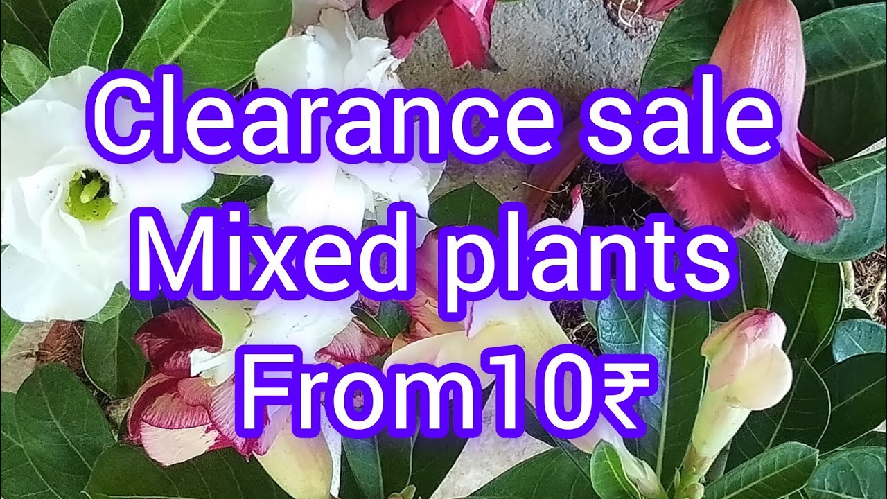 YouTube video #clearance sale #mixed plants #from10₹