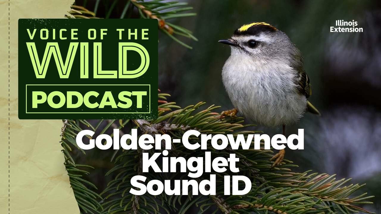 Episode 32: Golden-Crowned Kinglet – Voice of the Wild
