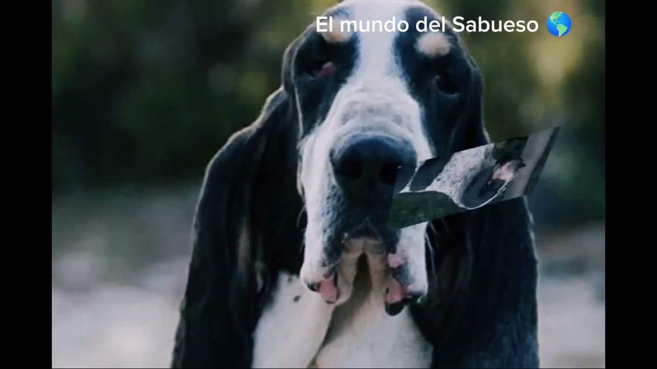 Gran sabueso azul de Gascuña todo lo que debés saber sobre esta maravillosa Rasa de Sabueso
