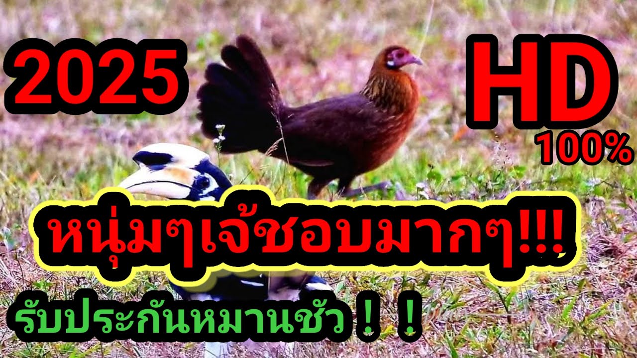 #เสียงแม่ไก่ต่อ #เสียงแม่ไก่ป่า เสียงแม่ไก่สำหรับต่อ แน่นอนที่สุดแล้วครับ